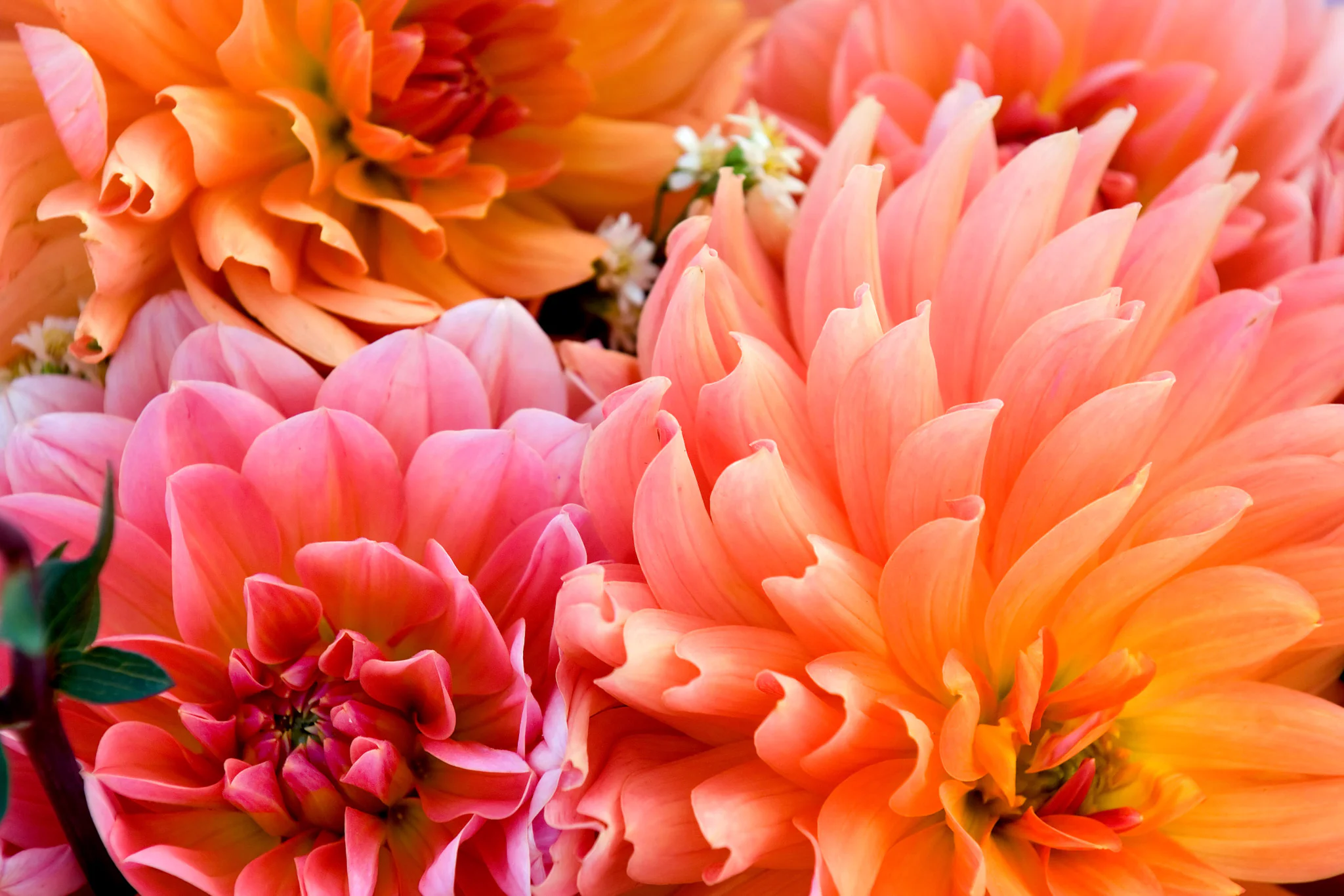 17 Gorgeous Late-Summer & Fall Flowers to Liven Your Landscaping ...